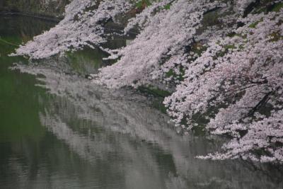 東京散歩　桜の名所中の名所の千鳥ヶ淵へ行きました。