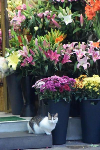 西環パトロール【2019年3月号】（後半）