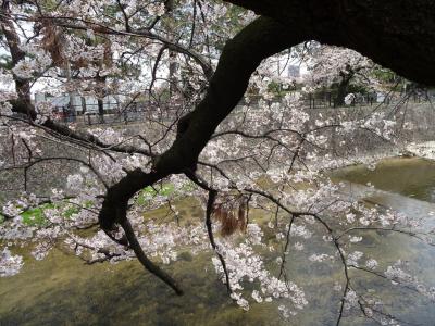 ちょっと早すぎる夙川公園のお花見