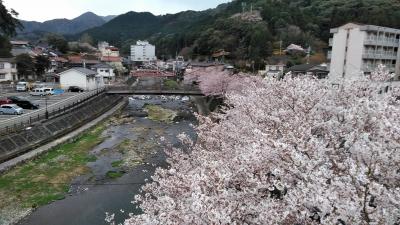 長門湯本温泉と桜