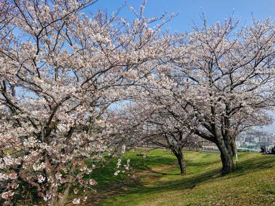 3月31日 弘明寺、大岡川プロムナード、清水が丘公園の桜