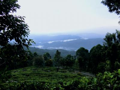2018年 10月　スリランカ・ハプタレー　ヌワラエリヤからもうひとつの紅茶の里へ。