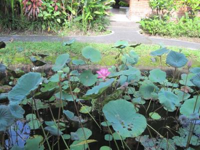 バリ島旅③　天国の散歩道