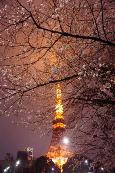 桜咲く東京散策