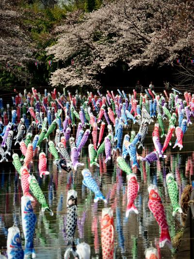 桜咲く鶴生田川におよぐ鯉のぼり