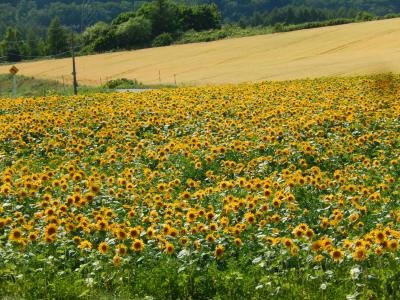 阪急ツアーで行く北海道の旅７　網走のひまわり畑