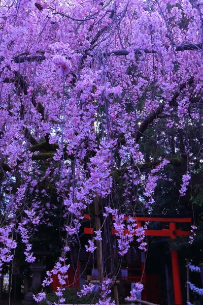 京都　早咲きの桜めぐり～平野神社、京都御苑、本満寺、上品蓮台寺、水火天満宮、車折神社