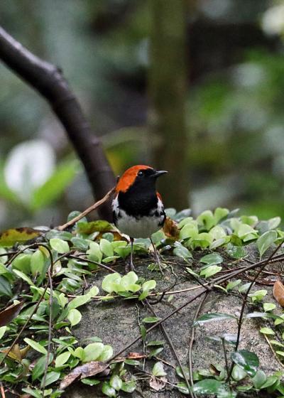 201９年３月野鳥撮影記録 　Ⅴ　奄美