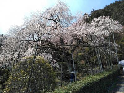 「池田町・神戸町」　霞間ケ渓と輪中堤の桜とお千代保稲荷を散策する旅