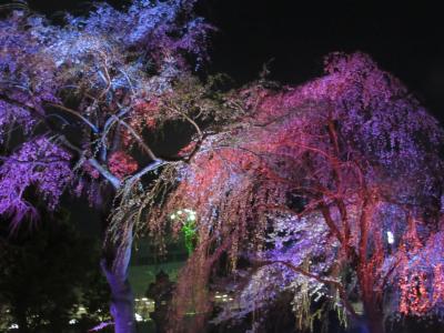 千鳥ヶ淵と品川の桜