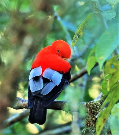 野鳥の楽園南米エクアドル『4000m超の山並みとアマゾン流域』