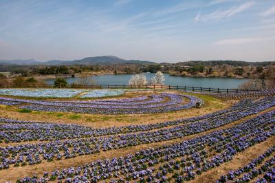 農業文化公園のネモフィラ　2019