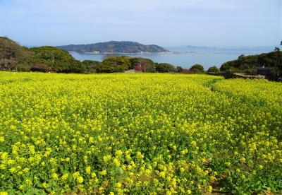 能古島で　菜の花畑に大興奮！