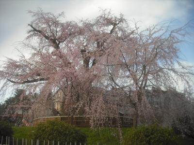 平成31年3月31日　祇園しだれ桜～平安神宮散歩