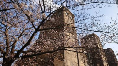 週末サクラを見に、根岸の「馬の博物館」、「根岸競馬記念公苑」と「根岸森林公園」を散策。写真は「第一馬見所」です。