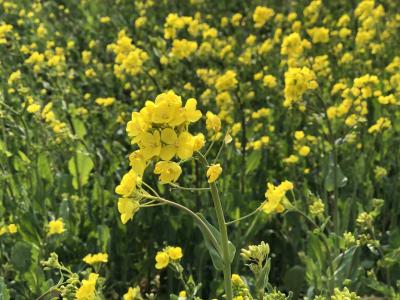 大邱でお花見3泊4日(移動から3日目午前まで)