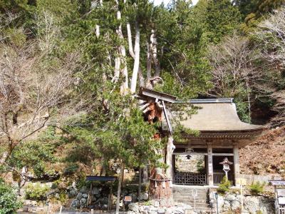 桜はチョット早かった京都北部