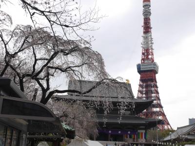 増上寺の桜☆2019/03/28