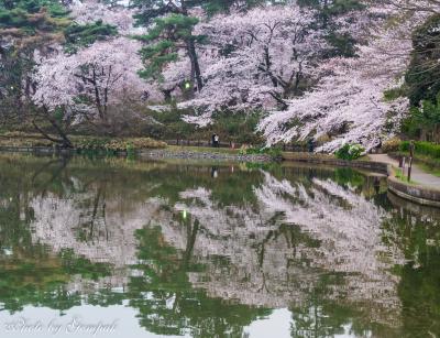 花冷えの大宮公園で、満開の桜の下で酔い覚まし散策