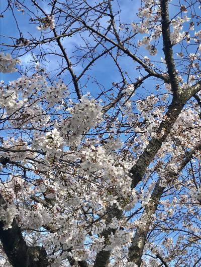 香流の桜2019