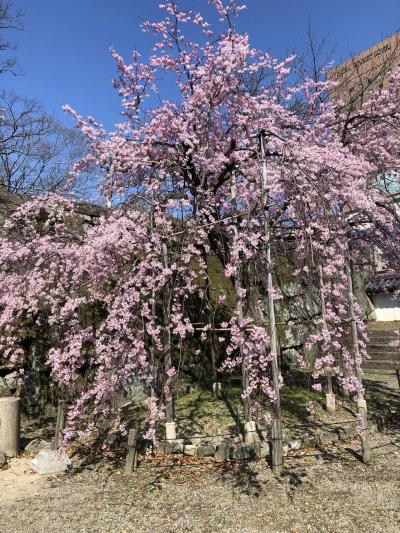 桜・温泉と電車たち