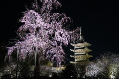 3/29 東寺夜桜（少し早め）