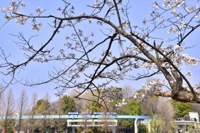 上野動物園を走る日本最古のモノレールと満開な桜の風景を探しに訪れてみた