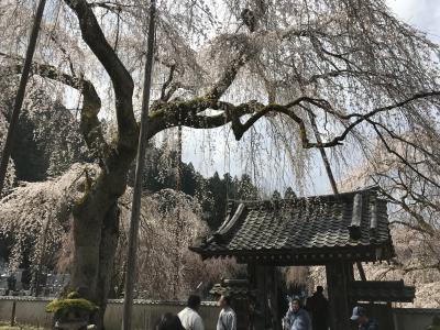 清雲寺のしだれ桜を見に行こう