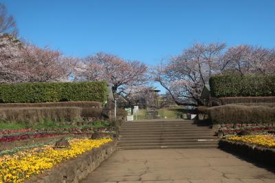 ２０１９年　県立四季の森公園　桜