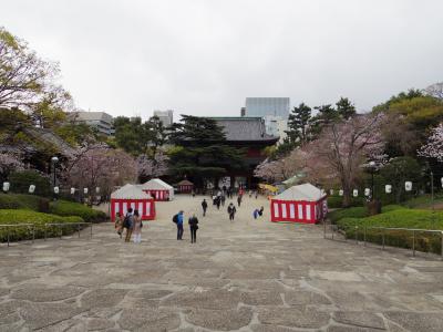 芝公園の桜鑑賞