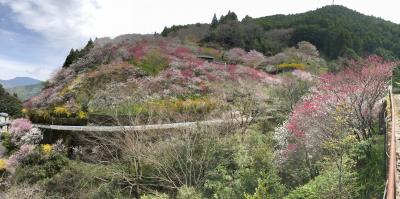 四国輪行旅5-3(自転車で仁淀川、沈下橋、久喜の花桃、ひょうたん桜、佐川町の居酒屋)