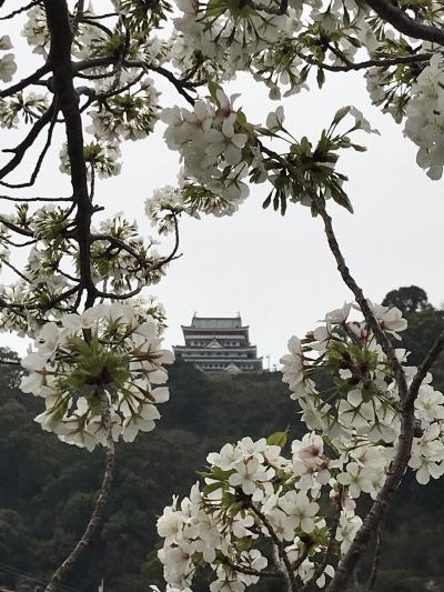 桜の季節の熱海旅行