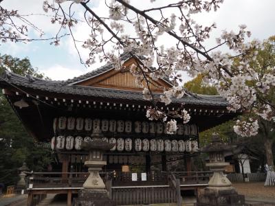 向日神社の桜は７分咲き