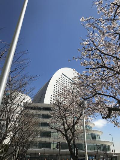 みなとみらいでお花見とランチと入学式