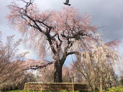 新年度桜めぐり～肌寒い中、健気に桜は咲いてました