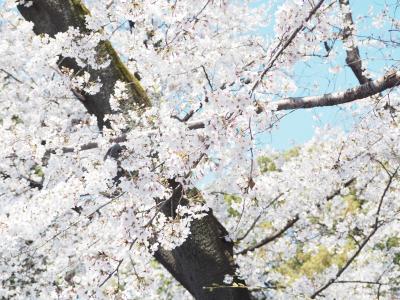 上野公園で平成最後？の桜鑑賞