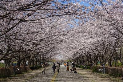 柏の葉公園　さくらは見事