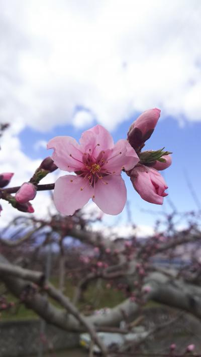 桃の花も咲き始めた山梨へ