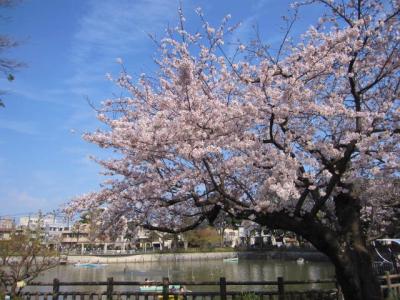 陸上自衛隊三宿駐屯地「桜の通り抜け」、世田谷公園、碑文谷公園でお花見2019年3月