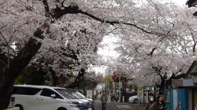 染井村の吉野桜と染井霊園