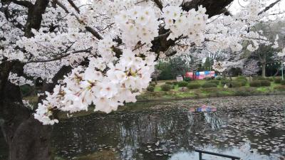 桜、岩槻城址公園。おまけ美術館。