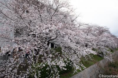 2019年　東海の桜めぐり　【２】山崎川四季の道の桜