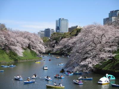 2019年4月　満開の桜（千鳥ヶ淵）