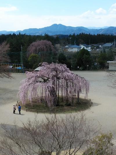 宇都宮　古賀志の孝子桜