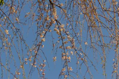 名越坂踏切脇の枝垂れ桜は咲き始め－2019年