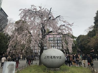 上野で金沢まいもん寿司とスイーツ堪能し、おまけの上野恩賜公園で満開の桜鑑賞