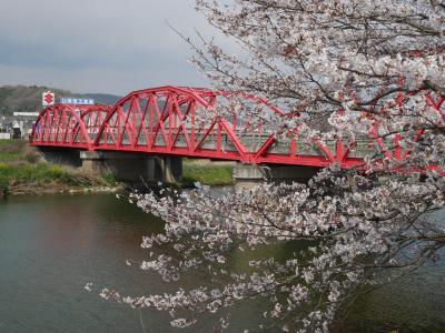 井原堤の桜