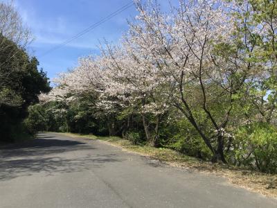 高隈山自然公園の桜を見に行ってみます