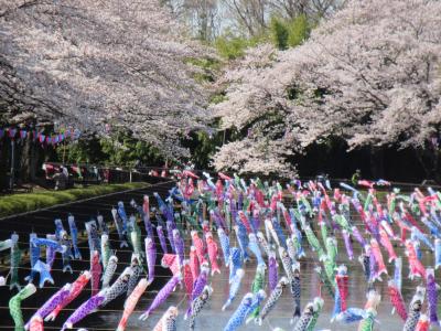 館林 桜 に関する旅行記 ブログ フォートラベル 群馬県