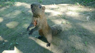 Day8 ようやく青年公園を訪れリスと遊ぶ